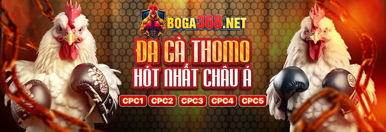 Trận đá gà kịch tính trên nền tảng Betvisa App